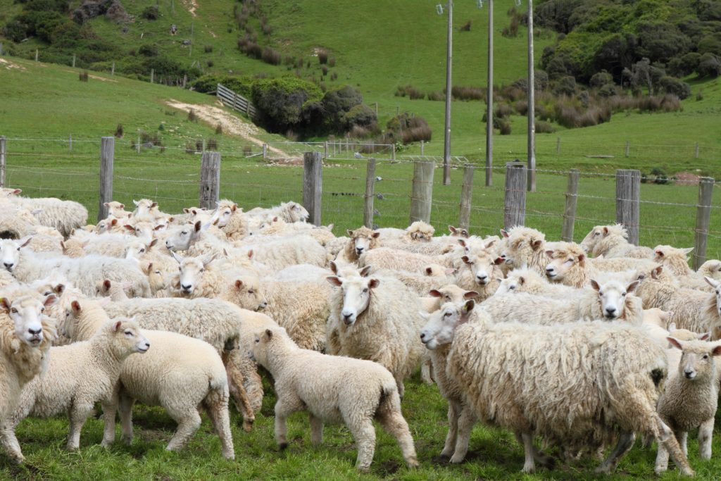 Sheep in field