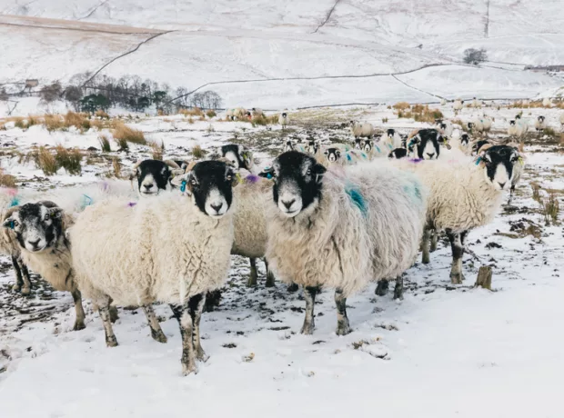 sheep incinerators