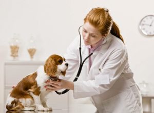 vet loans